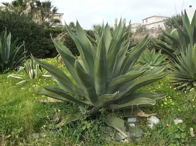 天然“空气净化器” ——龙舌兰